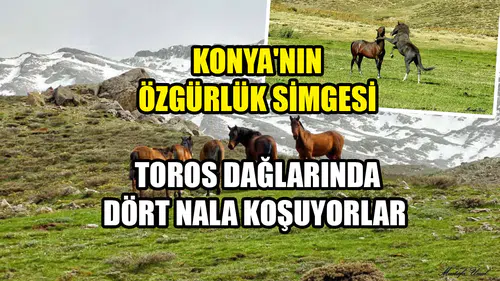 Konya'nın özgürlük simgesi: Toros Dağlarında dört nala koşuyorlar