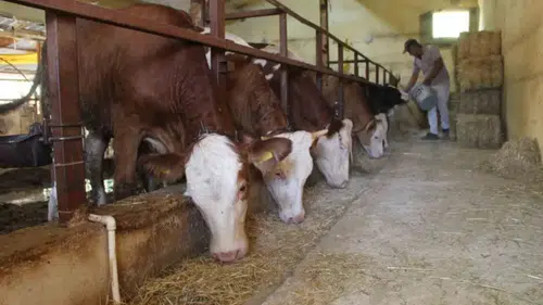 Yem fiyatlarında artış olacak mı: Binlerce besiciyi ilgilendiriyor