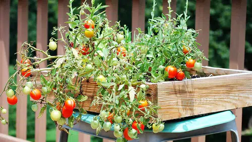 Konyalılar müjde: Sebze seti için yeni başvurular başlıyor