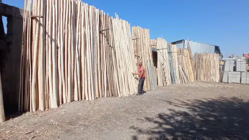 Kavakcılık yeniden kalkınma aracı olur mu: Kavak ağaçları gündemde