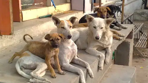 Sokaklar daha mı güvenli: Sahipsiz köpeklerin yüzde 75'i toplandı