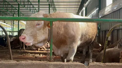 Tonluk boğa alıcısına gitti: Fiyatı dudak uçuklattı