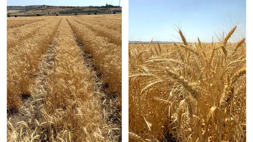 Çiftçileri umutlandıran gelişme: Yerli buğday çeşidi geliyor