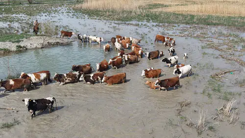Konya'da zıpkınla balık avlanan ihtişamlı göl 8 yıl sonra su tuttu