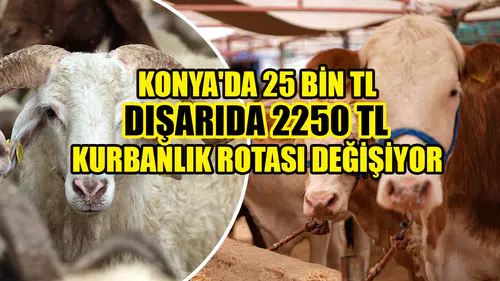 Konya'da 25 bin TL dışarıda 2250 TL: Kurbanlık rotası değişiyor