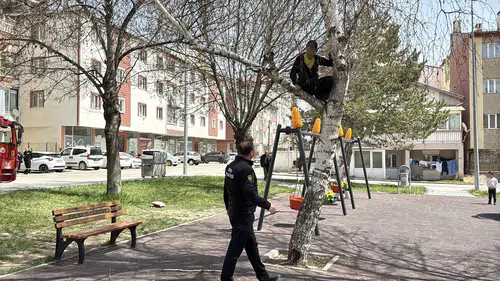 Topu almak için ağaca çıktı: İnemeyince itfaiye devreye girdi