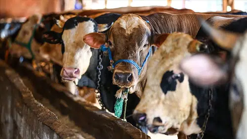 Kapınıza kadar kurban eti getiriyoruz oyununa dikkat: Uzmanlar uyardı