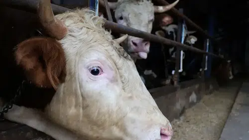 Büyükbaş kurbanlıkta hisse 35 bin lira: Etin kilosu 1000 TL oldu