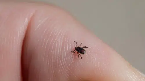 Türkiye'de kene alarmı: 2 kişi de daha görüldü mücadele başladı