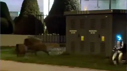 Dünya bu görüntülerle şaşkına döndü: Yaban domuzlarına akıl almaz çözüm