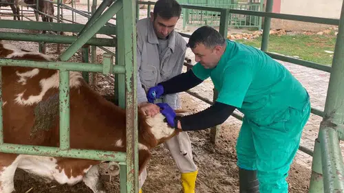 Konya'da bayram öncesi tek konu sağlık: Hayvanlar kontrol ediliyor