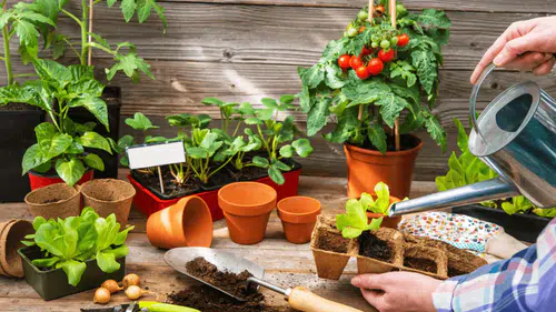 Balkonlar bostan olacak: 42 bin Konyalı operasyona katıldı