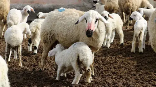 Kuzu etine iklim zammı: Altın değerine yükseldi