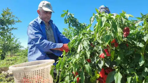 Tarladan 7 liraya çıktı, rafta 200 lira oldu: Bakanlıktan yeni ifşa