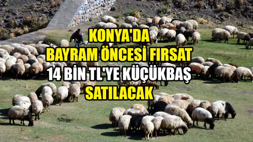 Konya'da bayram öncesi fırsat: 14 bin TL'ye küçükbaş satılacak