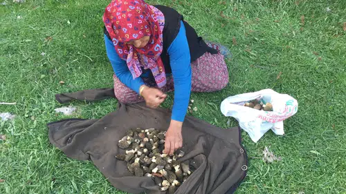 Bin 800 rakımdan toplanıyor: Kilosu cep yakıyor