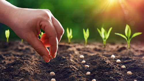 Konya'da pancar ekenler kazandı şeker üreticileri kaybetti