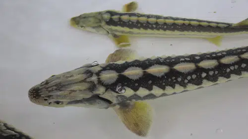 Bu balığın havyarı 'siyah inci':  8 bin adet dağıtılacak, çiple takip edilecek