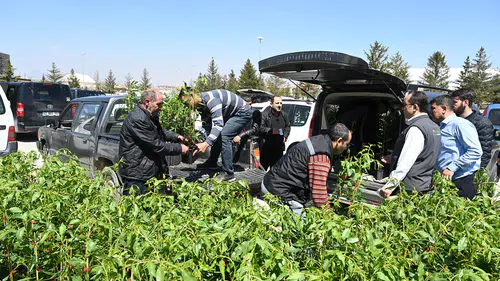 Konyalı çiftçilere meyve fidanı desteği: Antep fıstığı, cennet hurması..