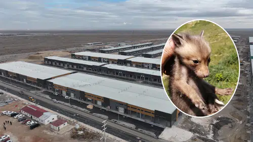 Konya sanayisinde şaşırtan manzara: Tilkiler yuva yapmış