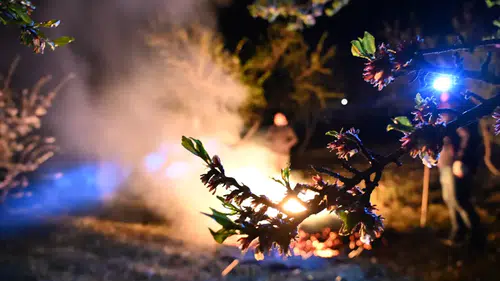 Çiftçinin derdi büyük: Sıfırın altında zirai don nöbeti