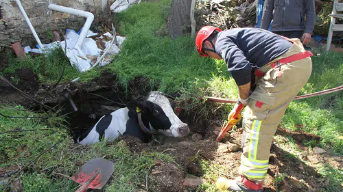 Kuyuya düştü: 7 aylık gebe inek soluk kesen operasyonla kurtarıldı