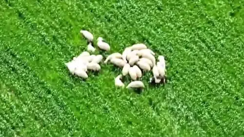 Kaybolan koyun sürüsü tarlanın ortasında dronla bulundu