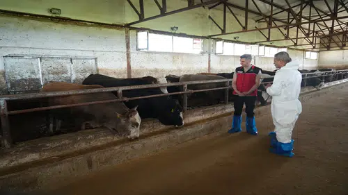 Binlerce kurbanlık batı illerine sevk edilecek: Fiyatlar belirlendi
