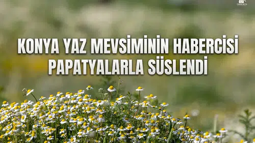 Konya yaz mevsiminin habercisi papatyalarla süslendi