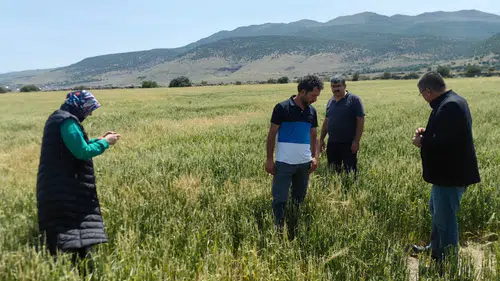 Konya ovası bu yıl rekora koşacak: Rekolte beklentisi en üst seviyede