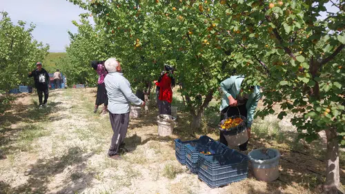 Turfanda kayısı hasadı başladı: Beklentiler yüksek