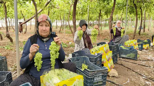 İlk hasat: Ancak bu üzümü Türkiye'de kimse yiyemeyecek