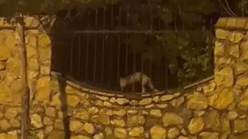 Film gibi hırsızlık: Aç kalan tilki tavuğu böyle çaldı