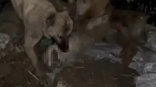 Ahıra girmeye çalışan kurdu kangallar böyle öldürdü
