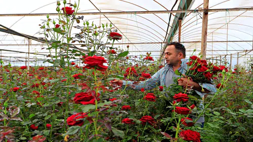 Fırsatçılar iş başında: 20 liralık gül annelere 150 -200 TL'ye ulaşıyor