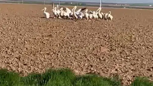 Pelikanlar Konya'da mola verdi! Göç yolculuğu sürüyor