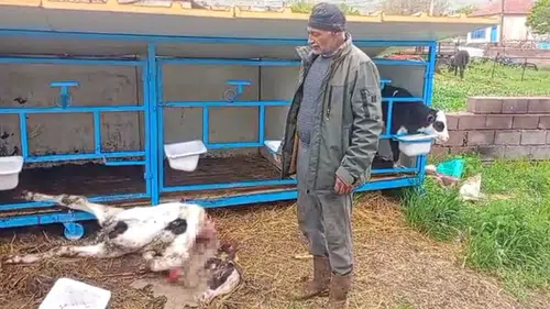 Konya'da başıboş köpek dehşeti: Bu kez buzağıyı parçaladılar