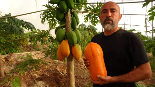 Şeker hastaları için birebir: Tropikal Papaya hasadı başladı