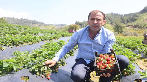 Çilek hasadı başladı: Tarladaki fiyatı şaşırtıyor