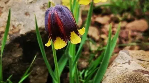 Bu çiçeği koparan servet ödemeye hazır olmalı