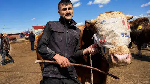 Stresli hayvan kurban edilebilir mi: Uzmanından kurban bakım ve seçimi
