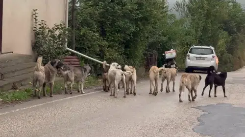 İddialı açıklama geldi: Altı aya kadar sokakta köpek kalmayacak