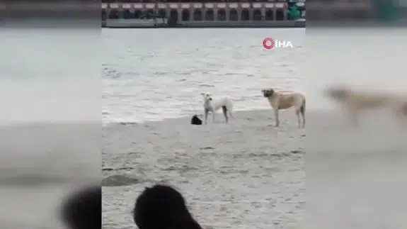 Köpek kapkaç yaptı vatandaş korku dolu anlar yaşadı