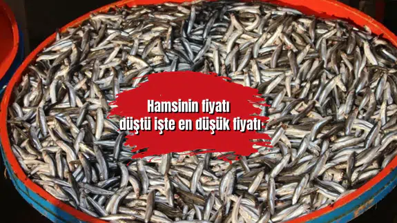 Hamsinin fiyatı düştü işte en düşük fiyatı
