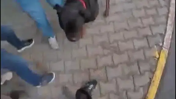 'Rottweiler' dehşet saçtı: Köpeği kimse durduramadı