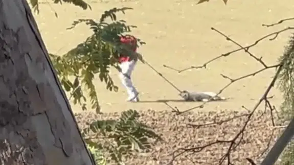 Korkunç görüntüler: Köpek toplama yöntemi infial yarattı