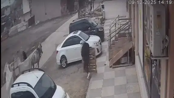 Böyle hırsızlık görülmedi: At arabalarıyla birlikte kameraya yakalandılar