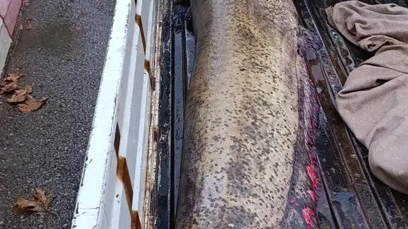 Böyle balık görülmedi: Gören gözlerine inanamadı