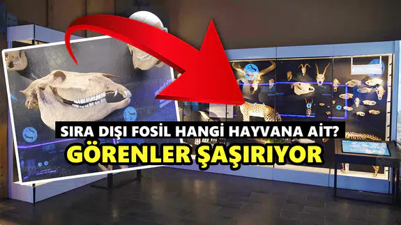 Konya’da keşfedilen sıra dışı fosil: Görenler dinozor sanıyor