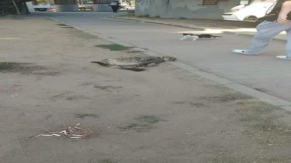 Güngörenli Şerafettin'in keyifli uykusunu BBN Haber böyle görüntüledi